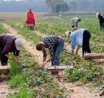 The State Labor Office explained the specifics of regulating the work of seasonal workers - consultant.net.ua