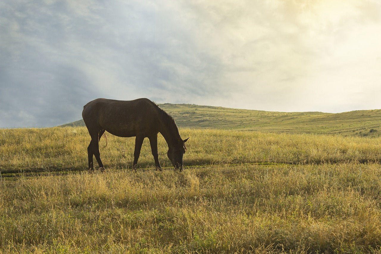 Legal aspects in the organization of farming - consultant.net.ua