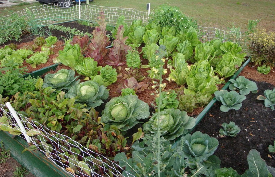 Legal nuances when organizing a home mini-farm in the private sector - consultant.net.ua