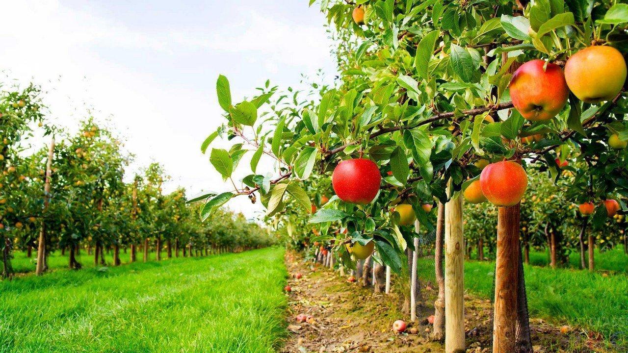 How to get grants for gardening? - consultant.net.ua