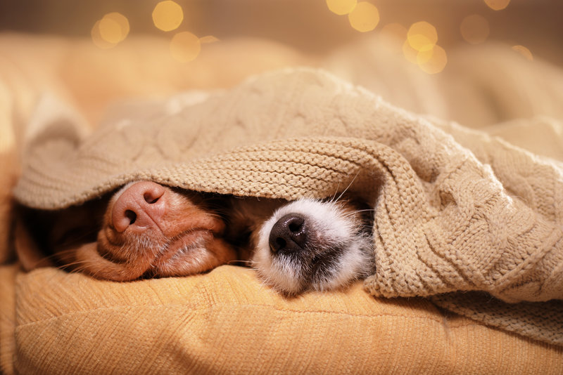 Legal aspects of keeping pets in apartment buildings - consultant.net.ua