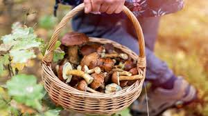 МАКС_Fines up to UAH 5100 for illegal collection of berries, mushrooms and nuts - consultant.net.ua