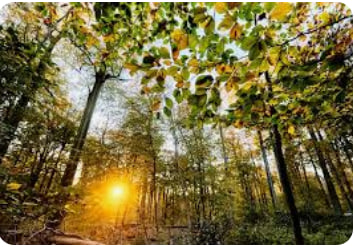 Forestry: new standards for sustainable development in the EU - consultant.net.ua