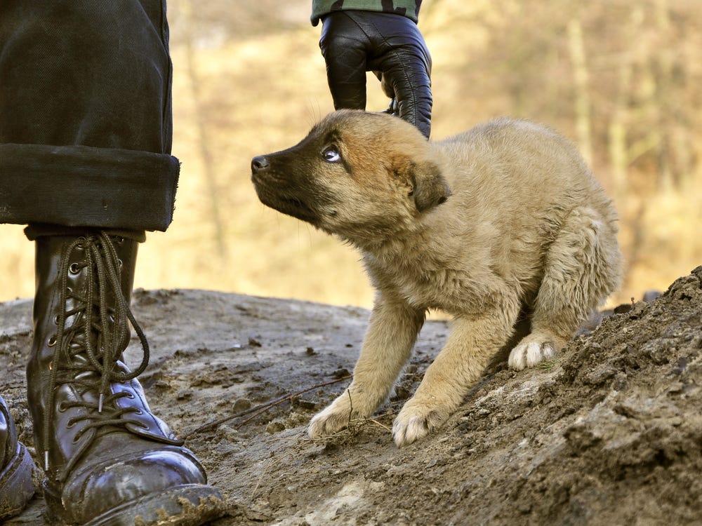 cruelty to animals - consultant.net.ua