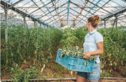Як отримати грант на теплицю: покрокова інструкція для початківців - consultant.net.ua