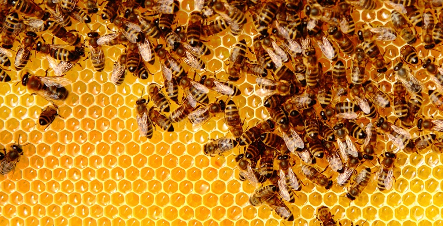 Grants for the development of beekeeping - consultant.net.ua