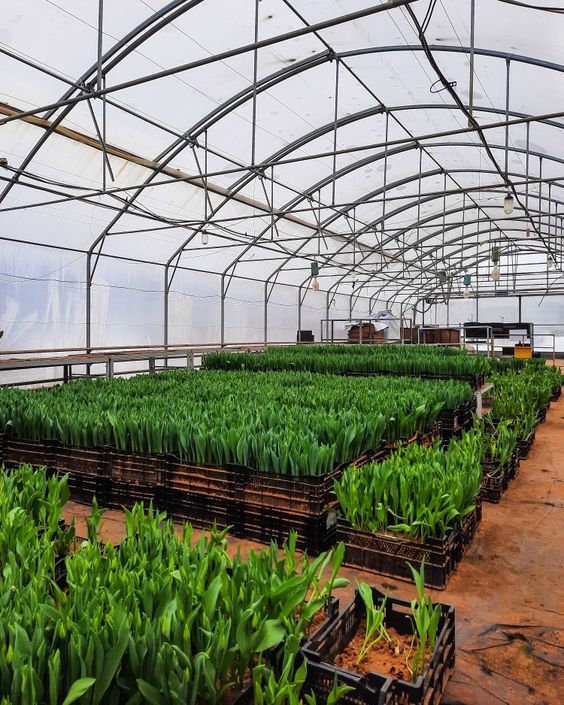 To issue grants for a greenhouse - nuances from a lawyer - consultant.net.ua