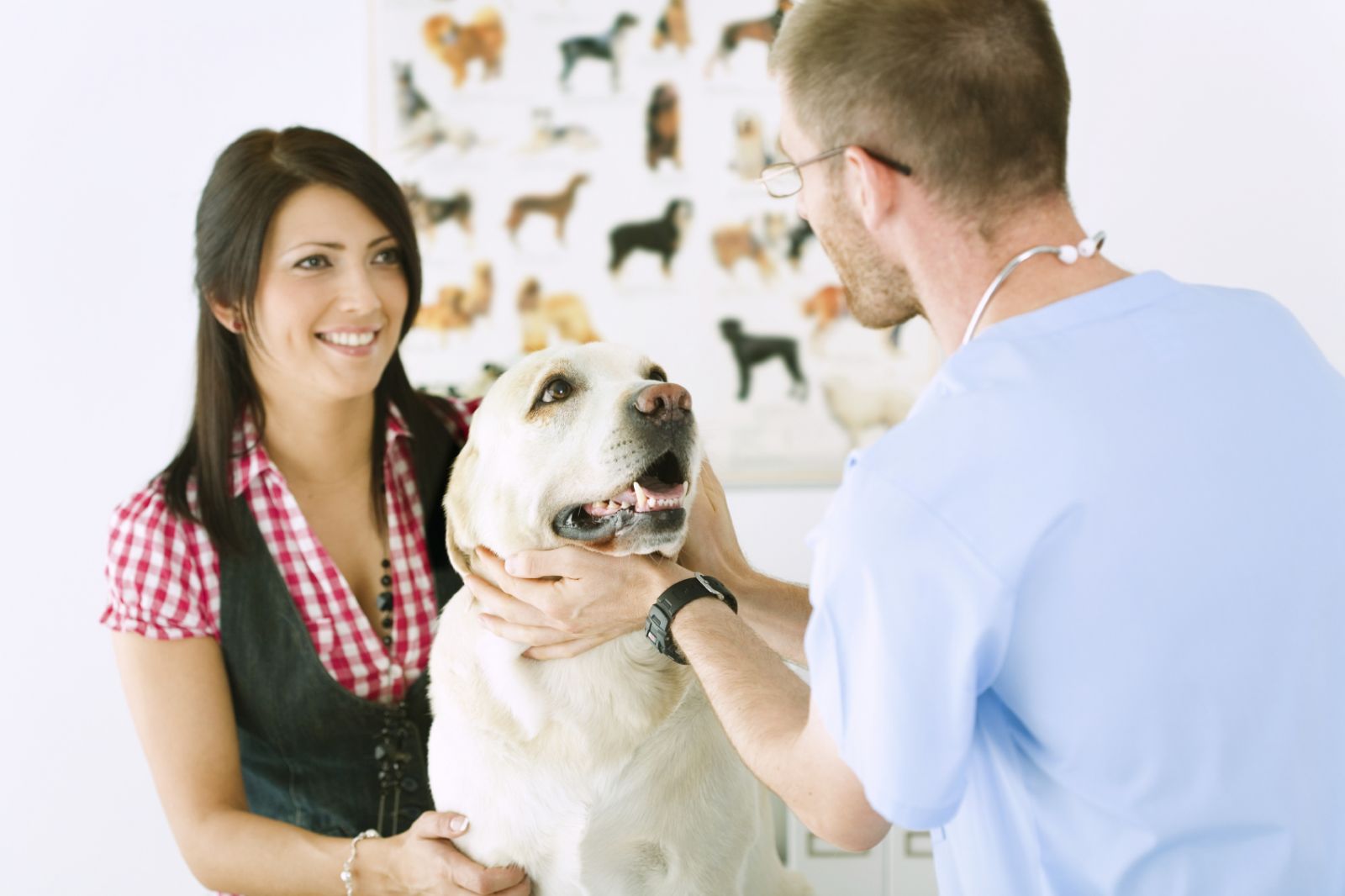 Obtaining a license for veterinary practice - consultant.net.ua